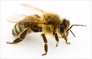 پاورپوینت آموزشی زنبور عسل